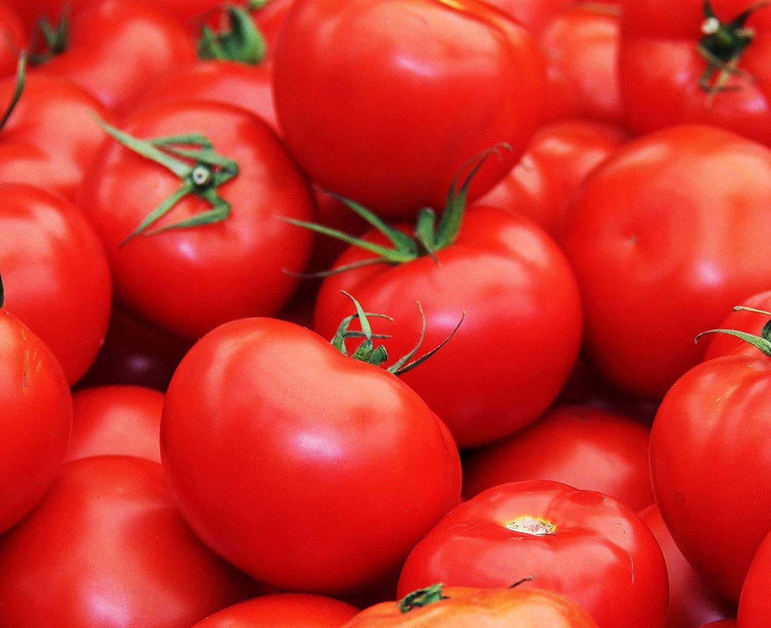 Floradade Tomato Seeds Organic Bulk Wholesale Tim's Tomatoes