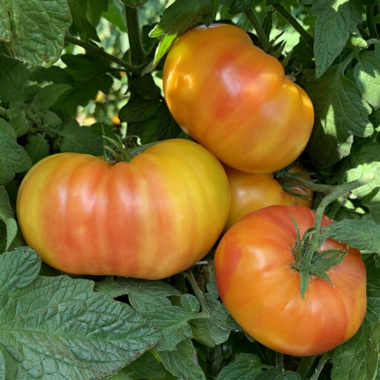 Hillbilly Potato Leaf Tomato Seeds Heirloom Tim's Tomatoes
