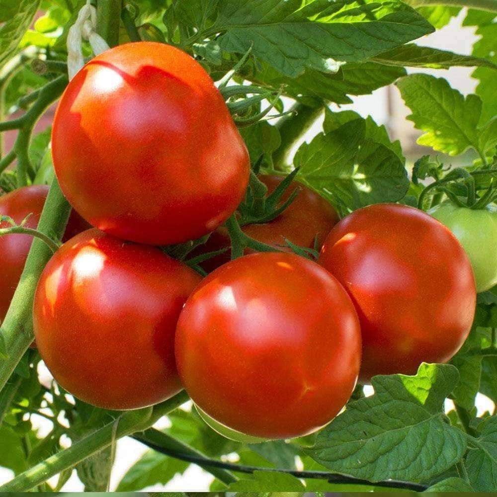 Marion Tomato Seeds Heirloom Organic Tim's Tomatoes