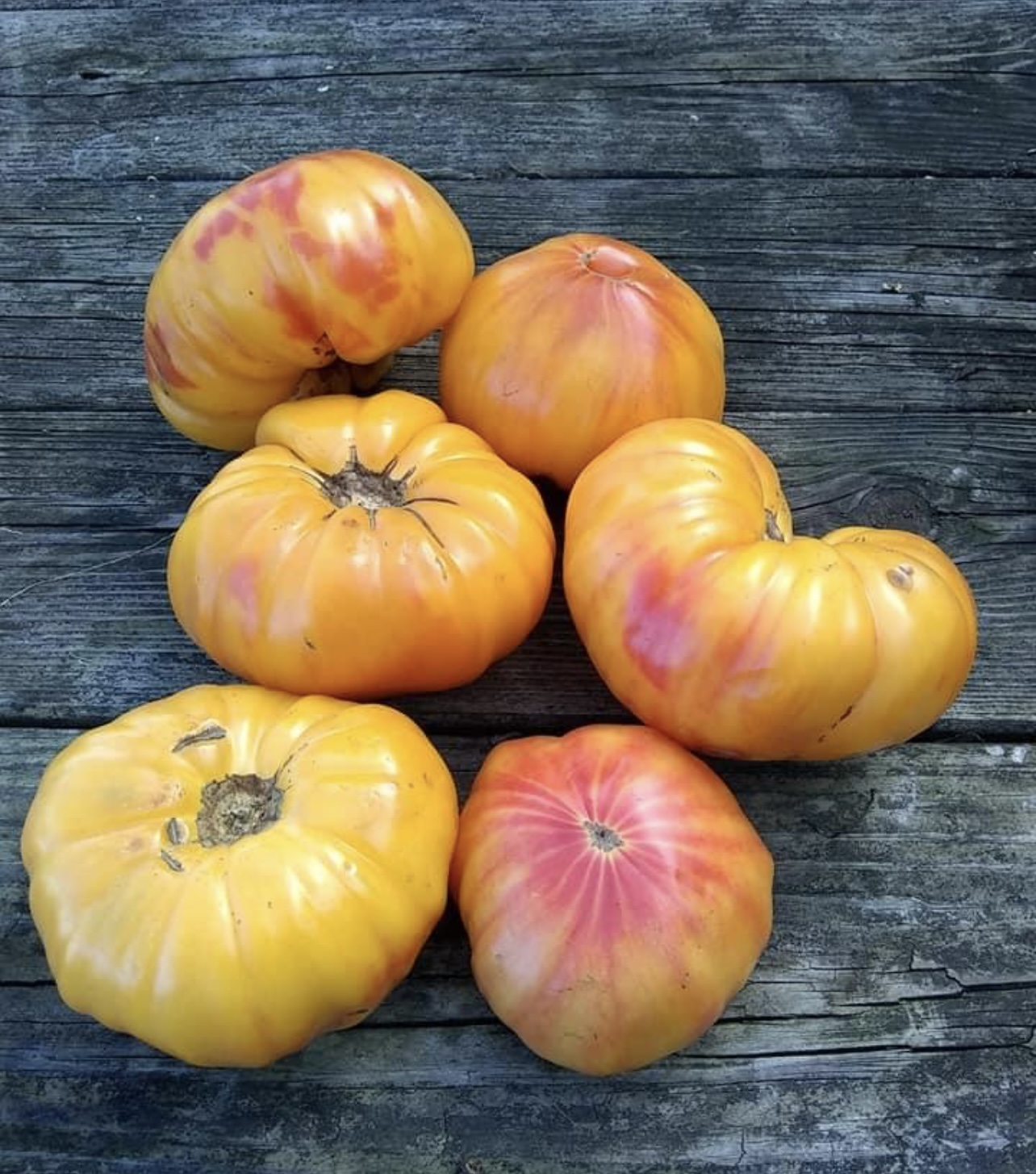 Mr. Stripey Tomato Seeds Heirloom Tim's Tomatoes