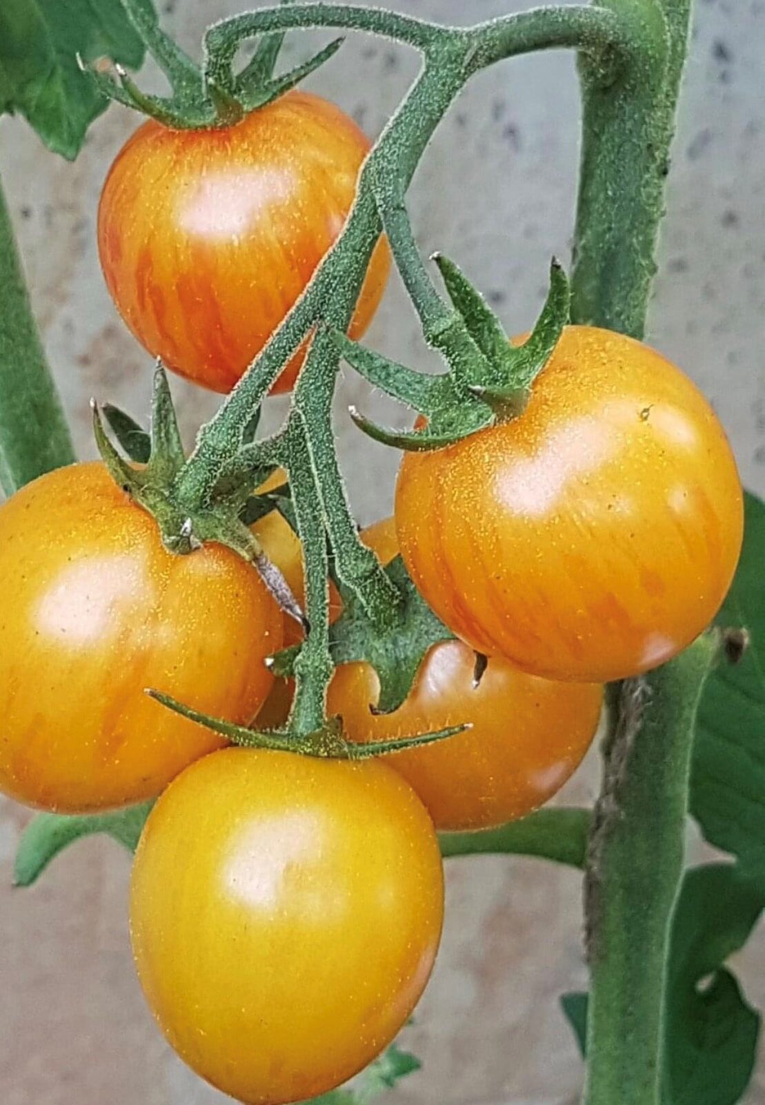 Sunrise Bumble Bee Tomato Seeds Tim's Tomatoes