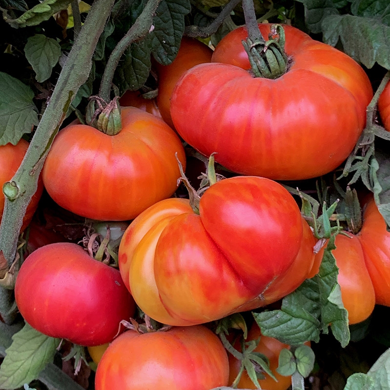 Oaxacan Jewel Tomato Seeds Heirloom Tim's Tomatoes