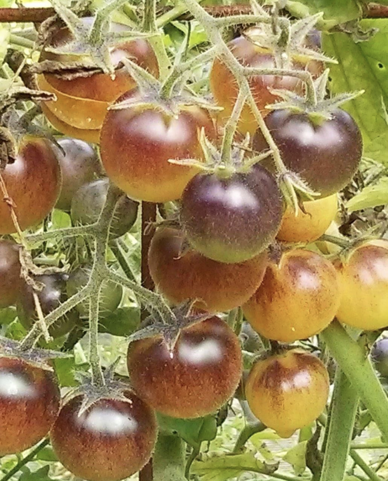 Indigo Cream Berries Tomato Seeds Tim's Tomatoes