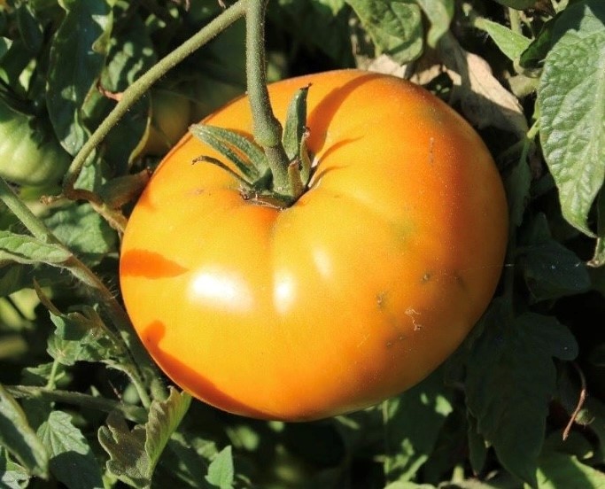 Orange Brandywine Tomato Seeds Tim's Tomatoes