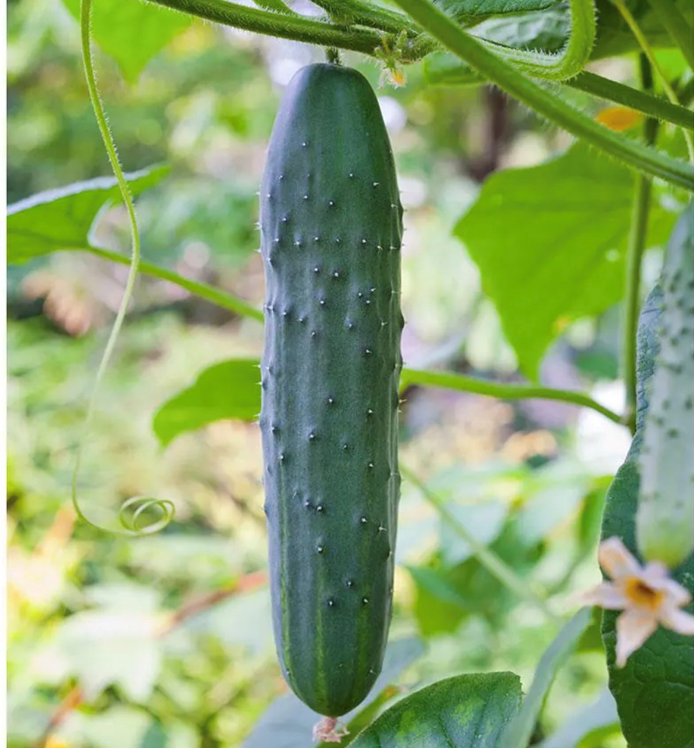 Straight Eight Cucumber Seeds Heirloom Tim's Tomatoes