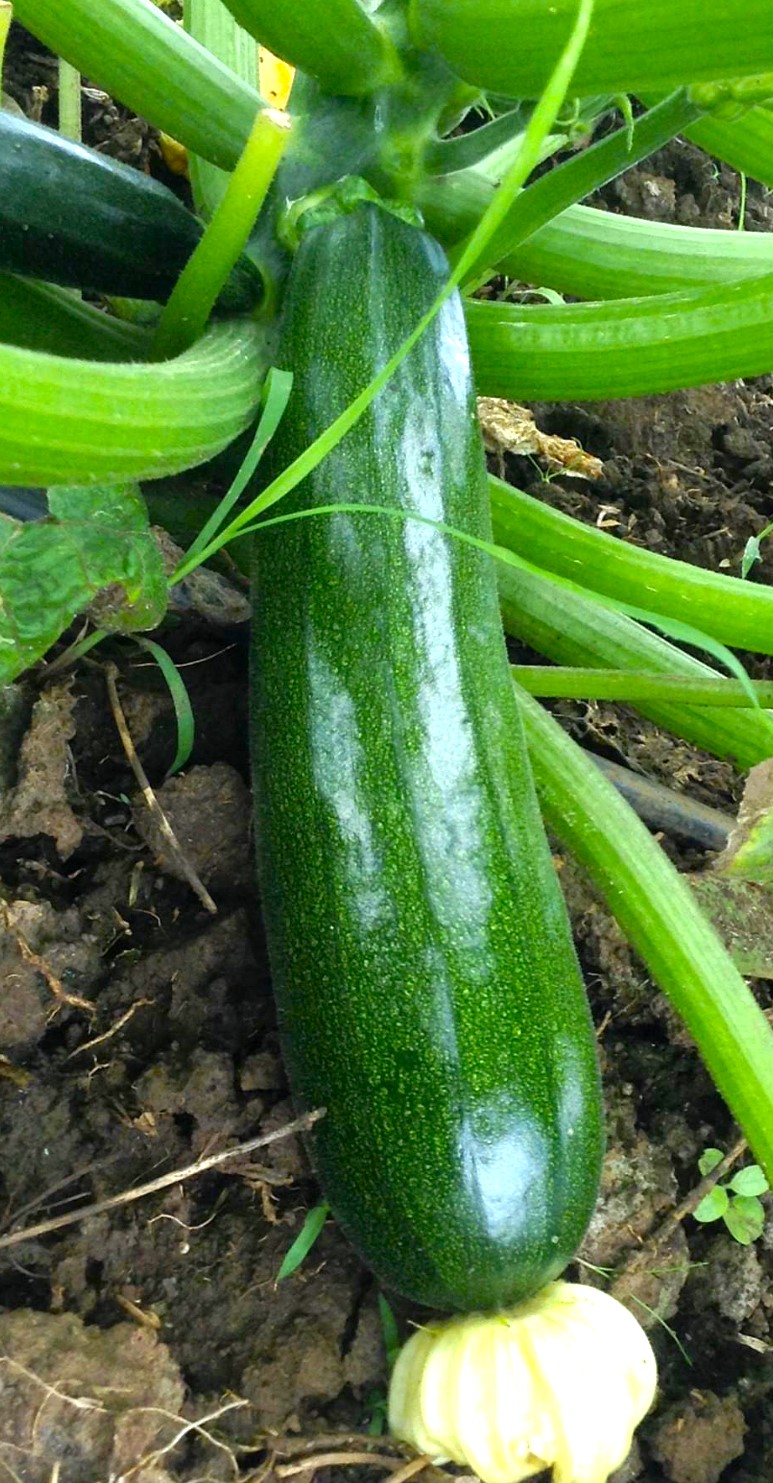 Dark Green Zucchini Seeds Heirloom Organic Tim's Tomatoes