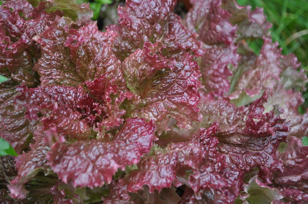 Ruby Red Lettuce Seeds Tim's Tomatoes