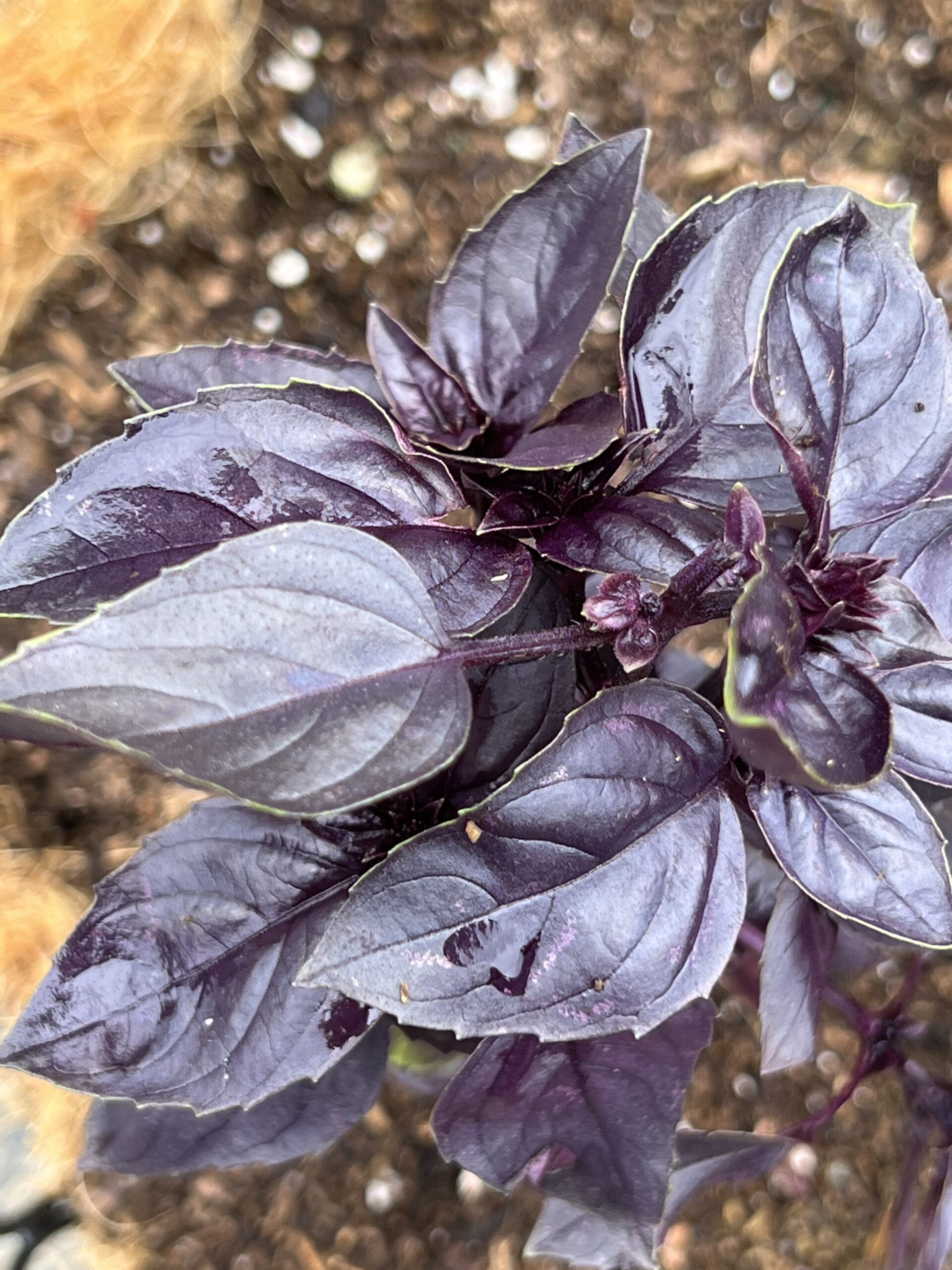 Dark Purple Opal Basil Seeds Heirloom Tim's Tomatoes