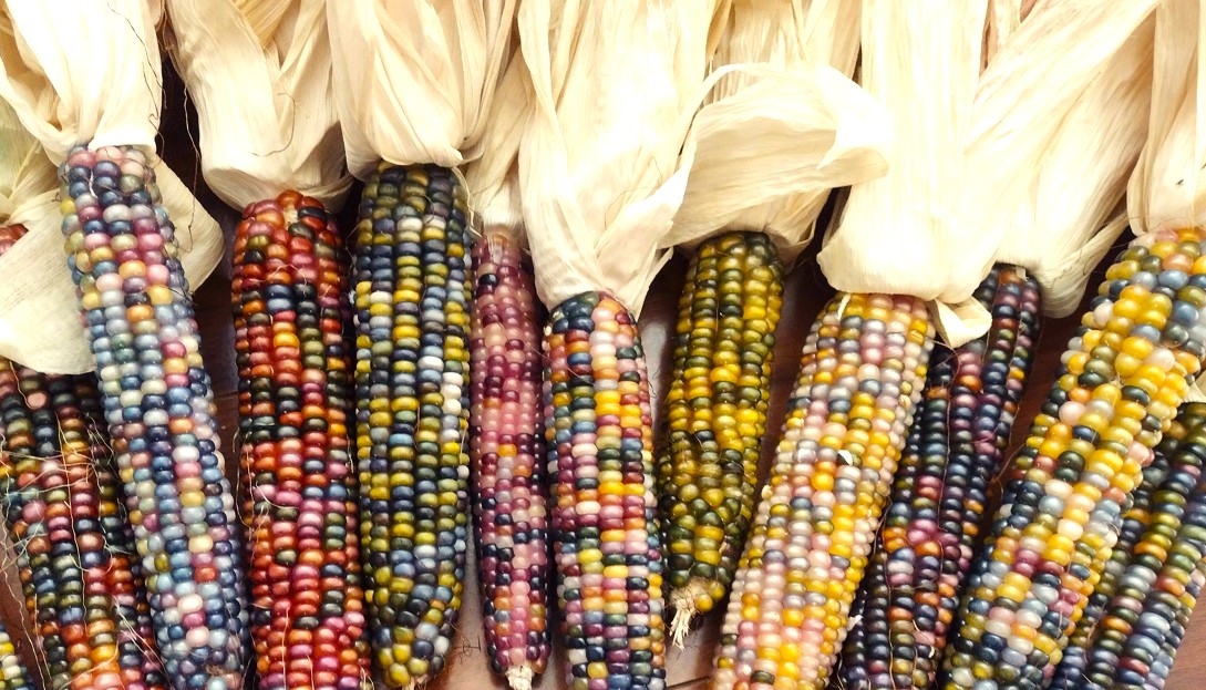 Glass Gem Corn Seeds Tim's Tomatoes