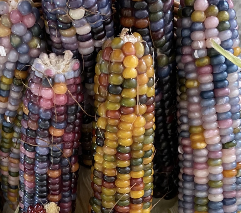Glass Gem Corn Seeds Tim's Tomatoes