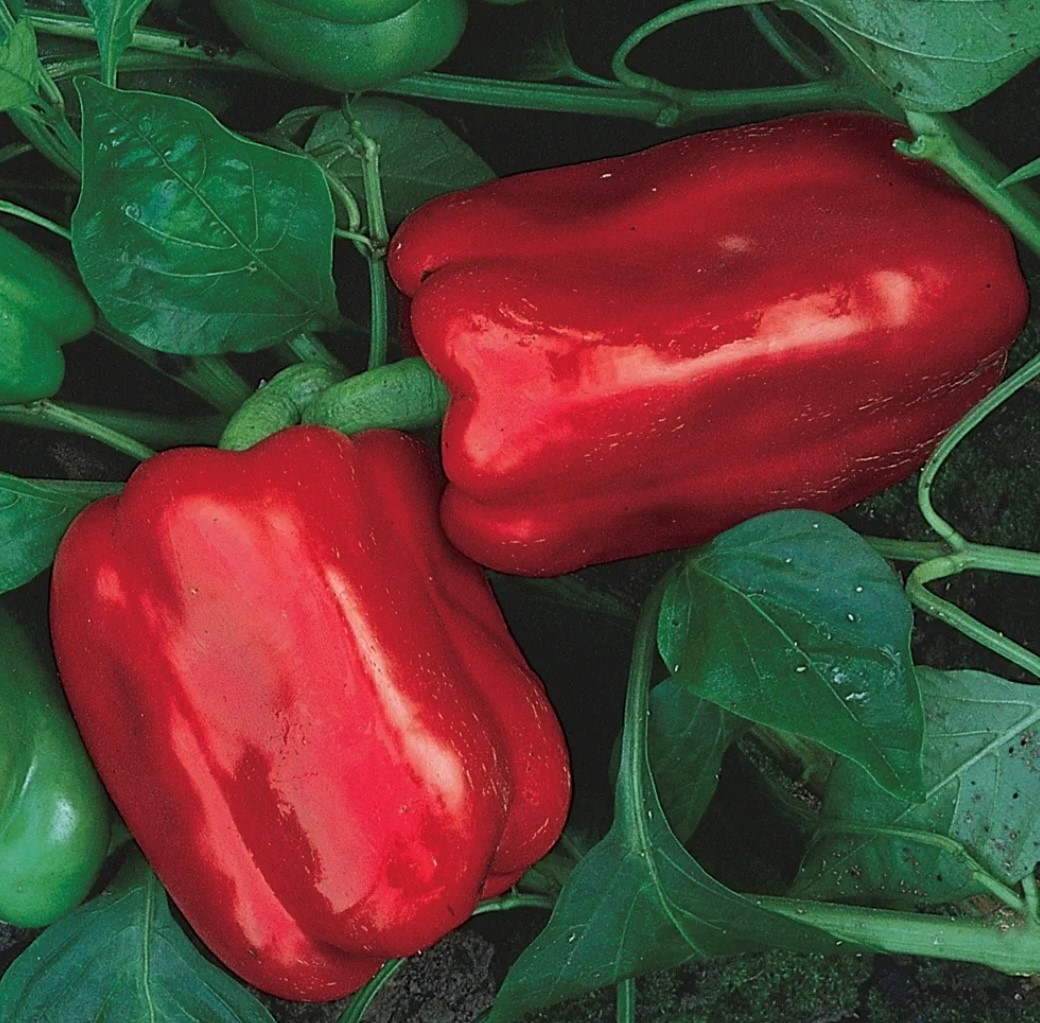 Chinese Giant Pepper Seeds Heirloom Tim's Tomatoes
