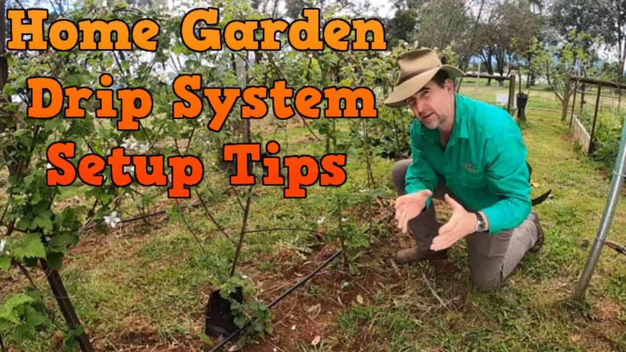 Micro Drip Tube Setup. Setting up a Drip Irrigation system for the
