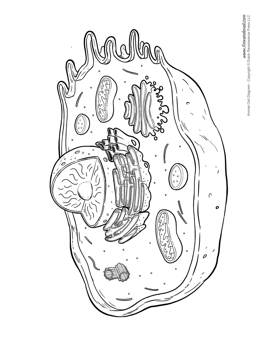 Animal Cell Diagram Unlabeled Tim's Printables