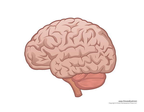 Human Brain Diagram - Labeled, Unlabled, and Blank