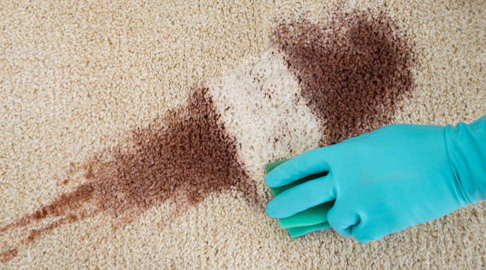 How to Remove Carpet Stains Tina Maids