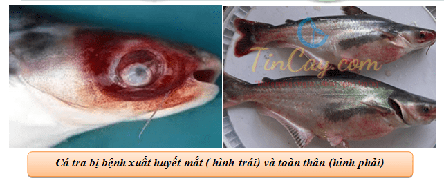 Các Loại Bệnh Thường Gặp Trên Cá Tra, Cá Basa • Tin Cậy 2021