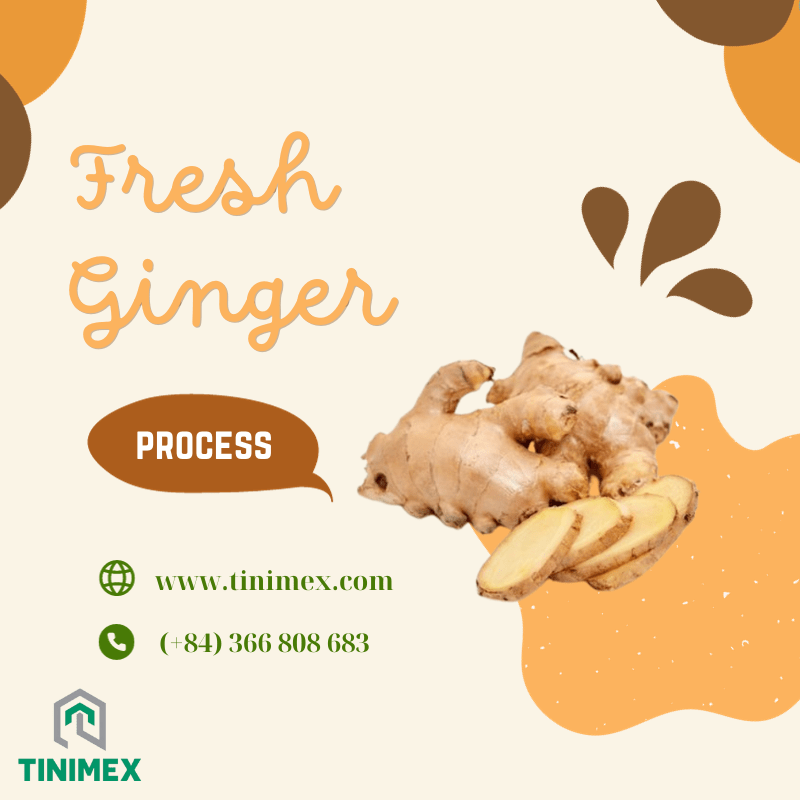 Behind the Studies Ginger and Its Positive Role in Health Research