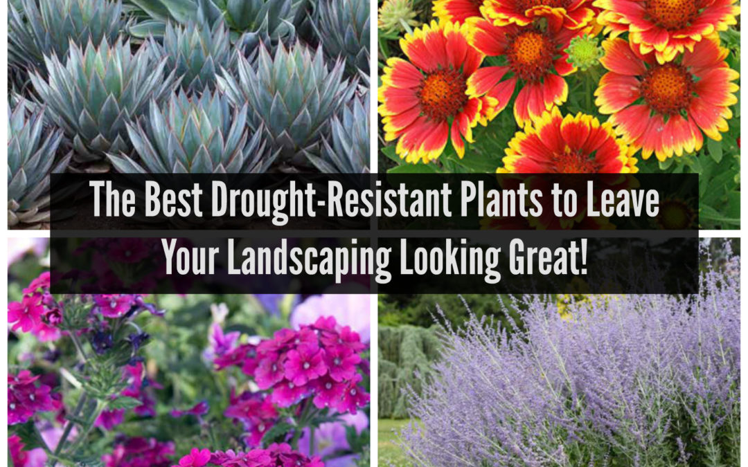 The Best DroughtResistant Plants to Leave Your Landscaping Looking