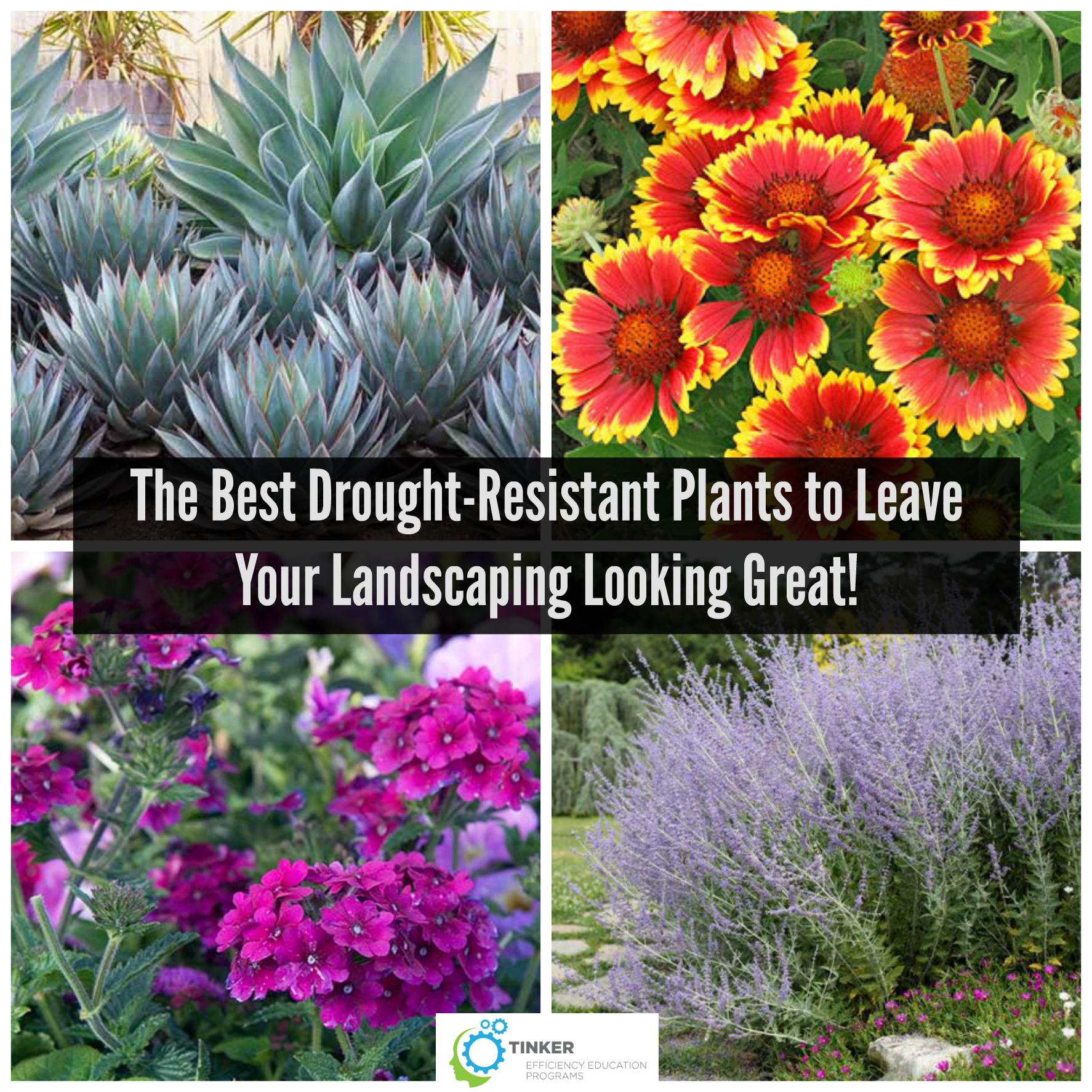 The Best DroughtResistant Plants to Leave Your Landscaping Looking Great! Tinker