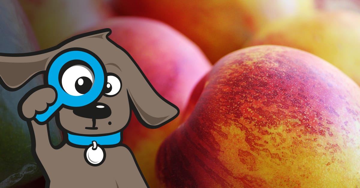 Dürfen Hunde Nektarinen essen? Tinki