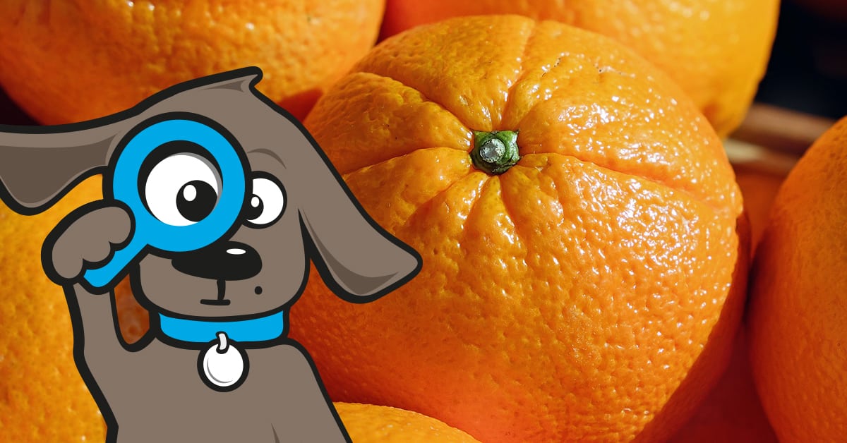 Dürfen Hunde Orangen essen? Tinki