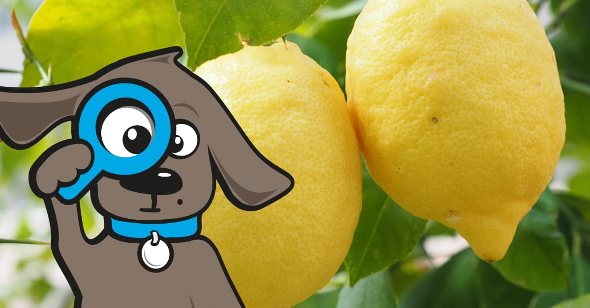 Dürfen Hunde Zitronen essen? Tinki