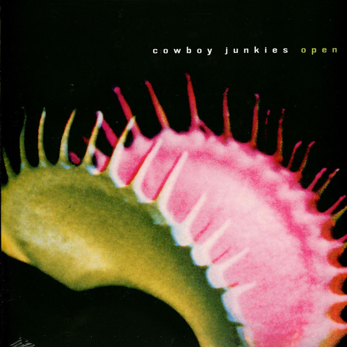 Classic Album Review Cowboy Junkies Open Tinnitist
