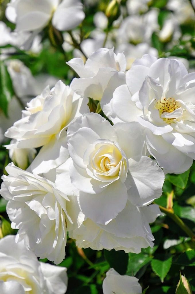 Iceberg Roses Timeless Elegance in Your Garden Tiny Garden