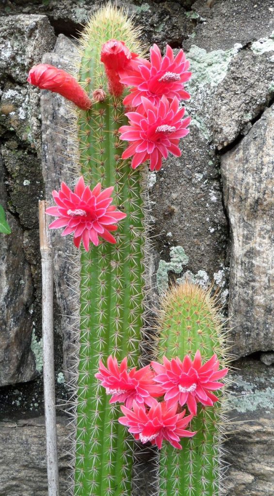 The 5 most beautiful cactus flowers in the world Tiny Garden