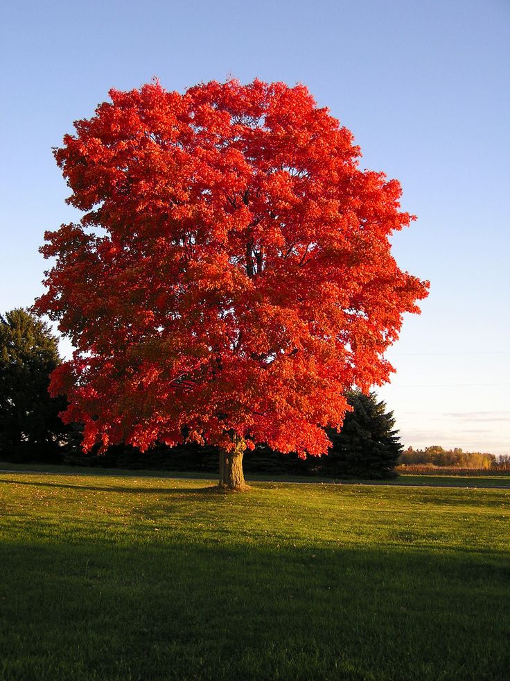 5 of the best indoor and outdoor plants Tiny Garden