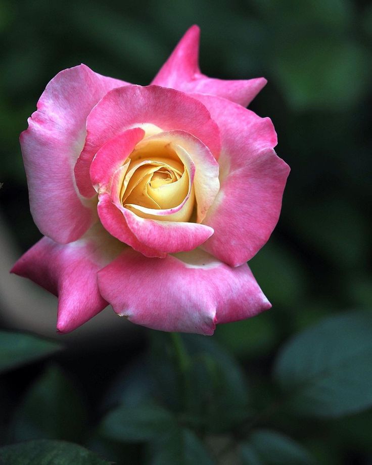 The 10 most beautiful pink roses in the world. Tiny Garden