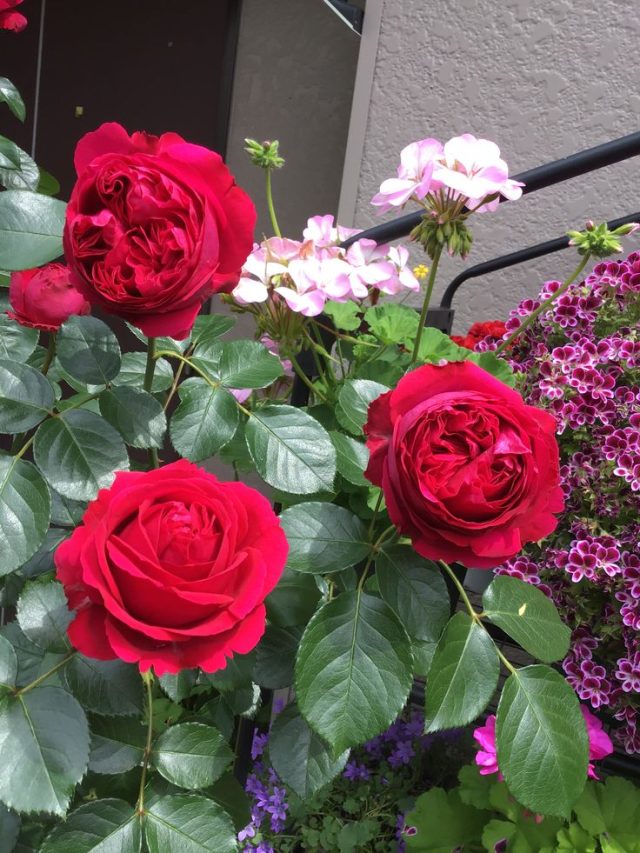 10 tips to keep roses fresh for a longer time. Tiny Garden