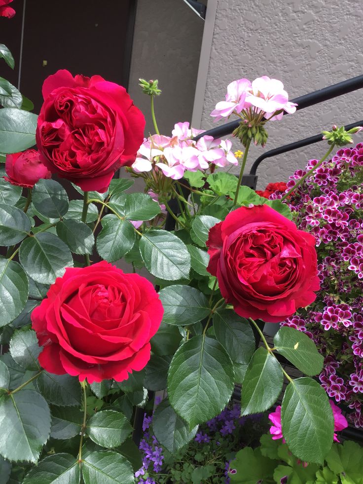 10 tips to keep roses fresh for a longer time. Tiny Garden