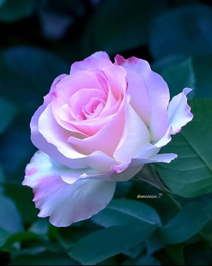 Tips to keep roses fresh that you should know Tiny Garden