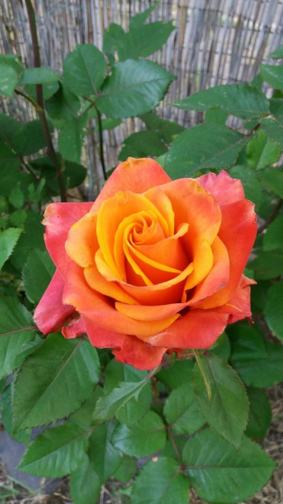 Tips to keep roses fresh that you should know Tiny Garden