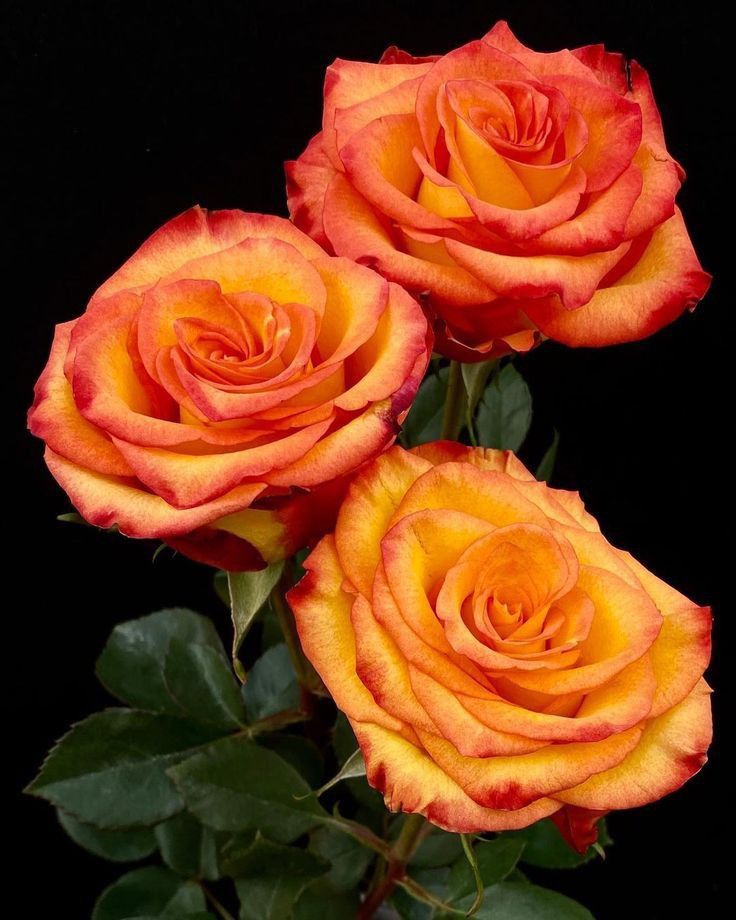 10 tips to keep roses fresh for a longer time. Tiny Garden