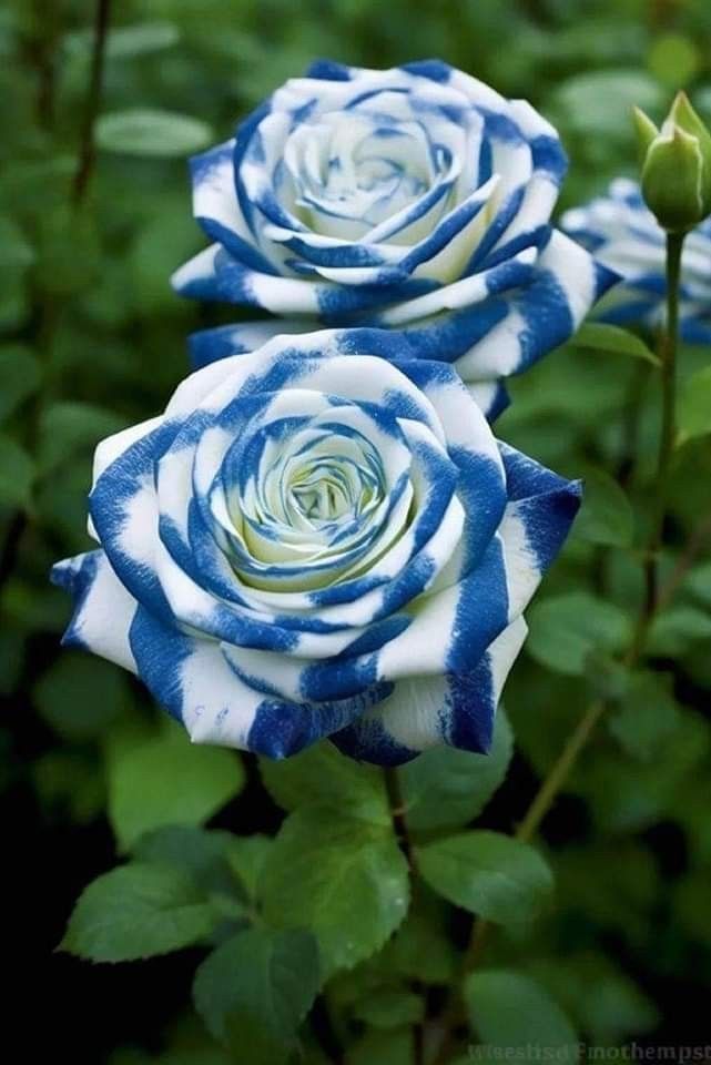 Managing Rose Proliferation and Overcrowding Strategies for