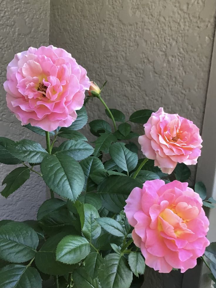 10 tips to keep roses fresh for a longer time. Tiny Garden