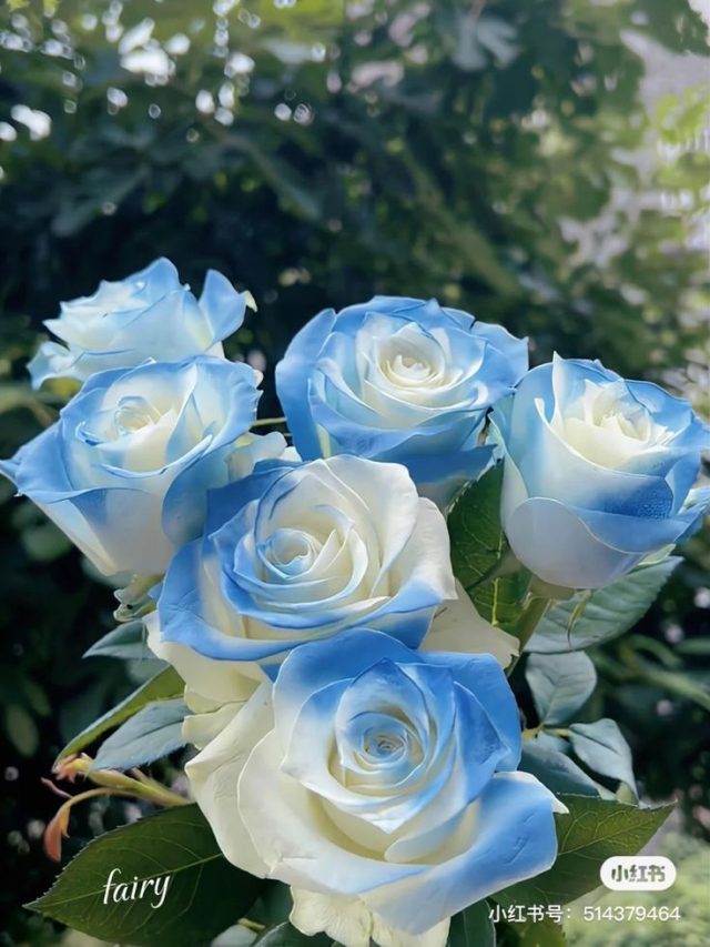 Caring for Roses in Hot Weather Conditions Tiny Garden