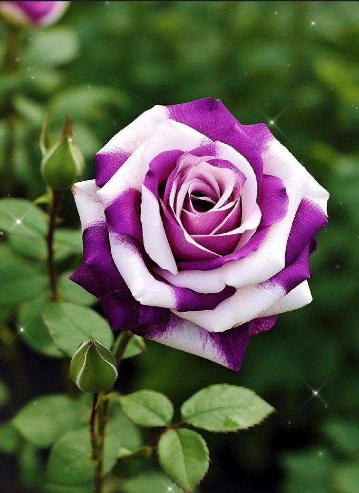 Mulching Techniques for Rose Gardens Tiny Garden