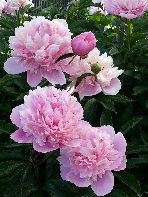 Techniques for Dividing Peony Clumps Tips for Successful Propagation