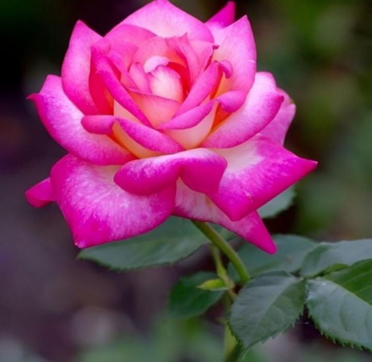 The 10 most beautiful pink roses in the world. Tiny Garden