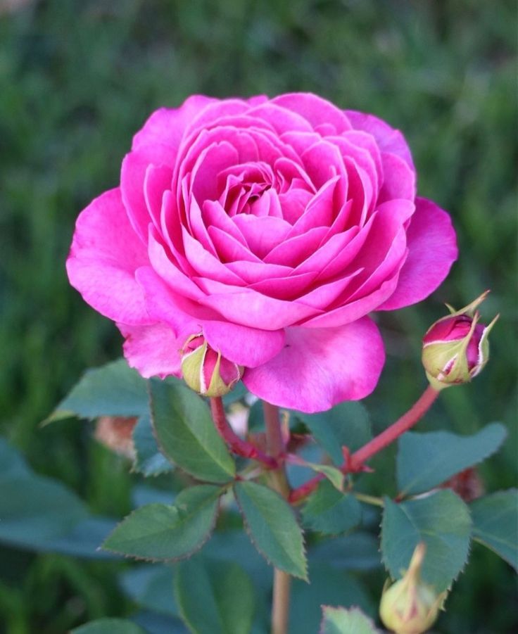 Understanding Rose Anatomy for Better Care A Guide to Nurturing Your