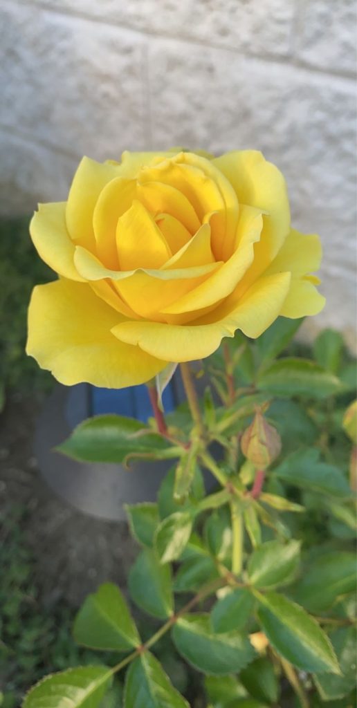 10 tips to keep roses fresh for a longer time. Tiny Garden