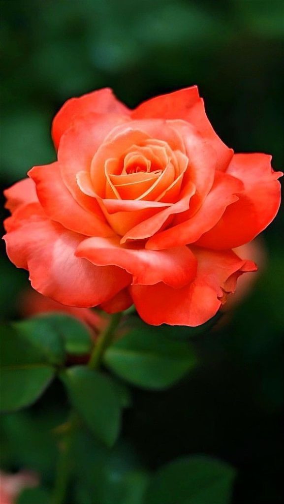 Tips to keep roses fresh that you should know Tiny Garden