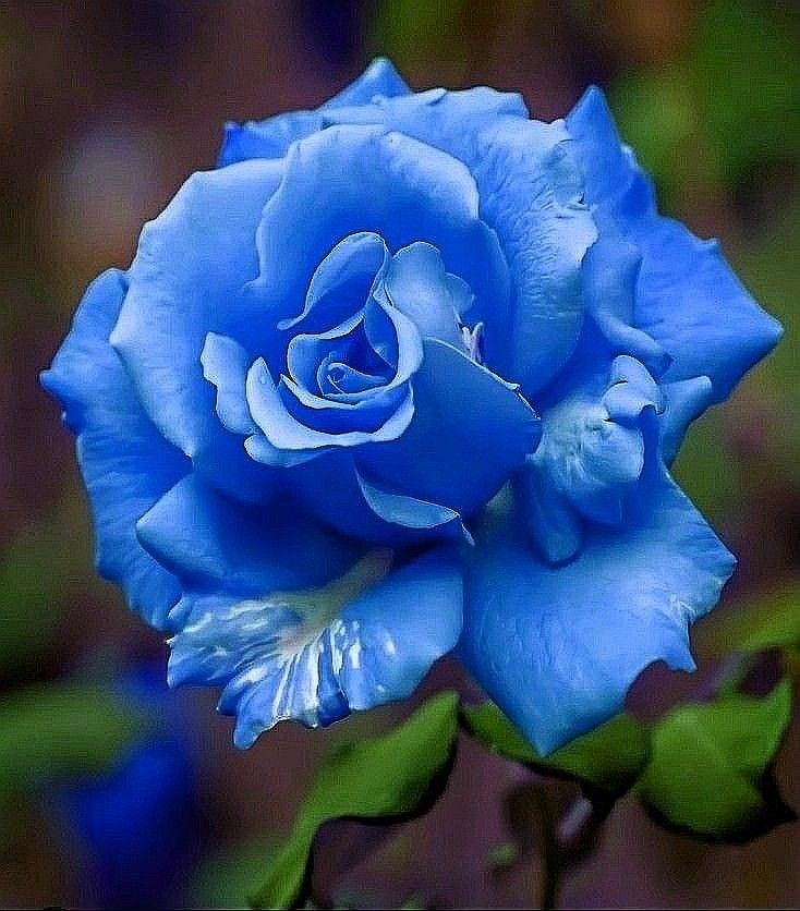 Caring for Roses in Hot Weather Conditions Tiny Garden