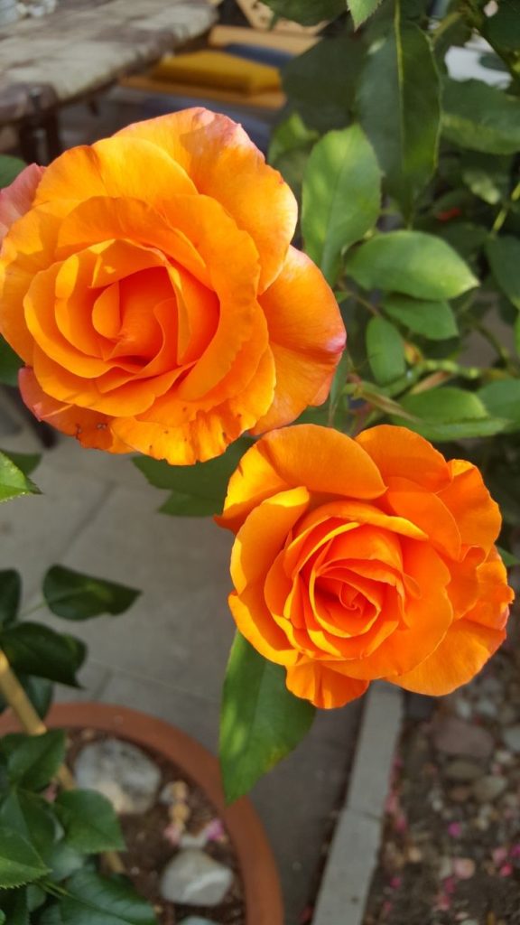 10 tips to keep roses fresh for a longer time. Tiny Garden