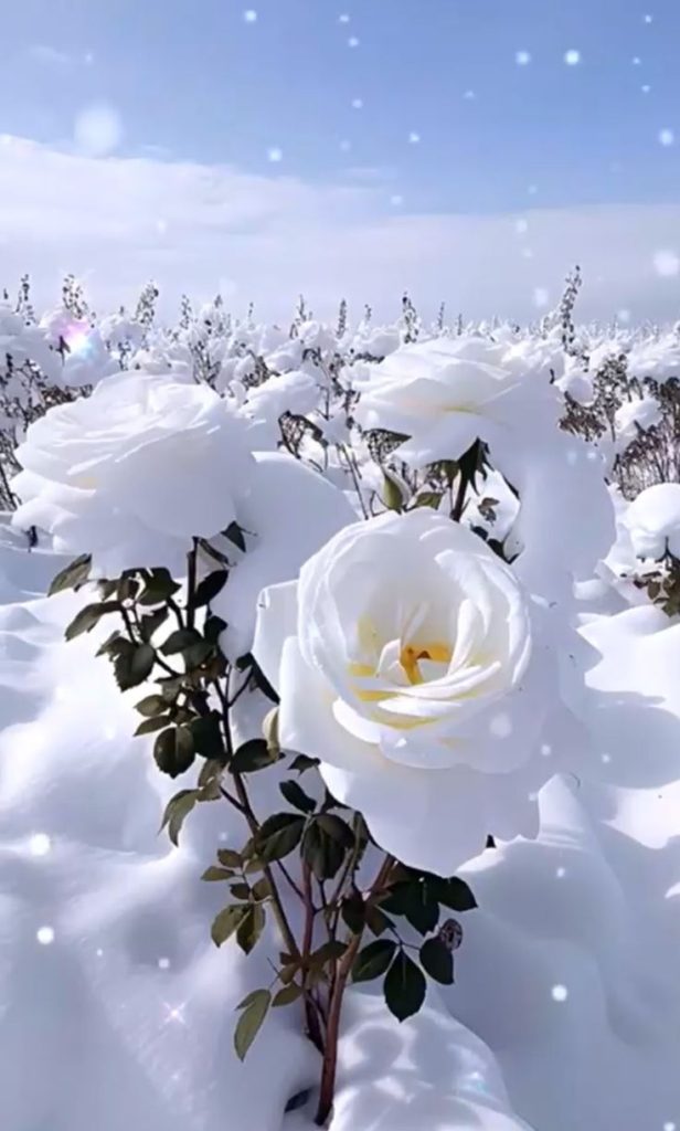 Types of roses that can withstand harsh winter conditions. Tiny Garden
