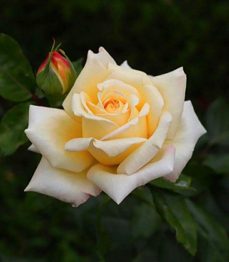Tips to keep roses fresh that you should know Tiny Garden