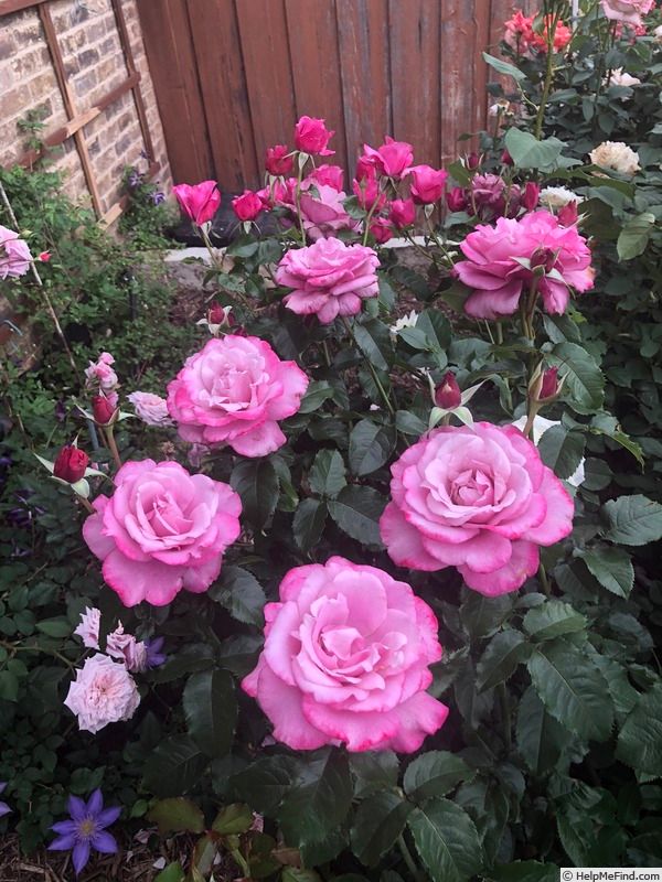 10 tips to keep roses fresh for a longer time. Tiny Garden